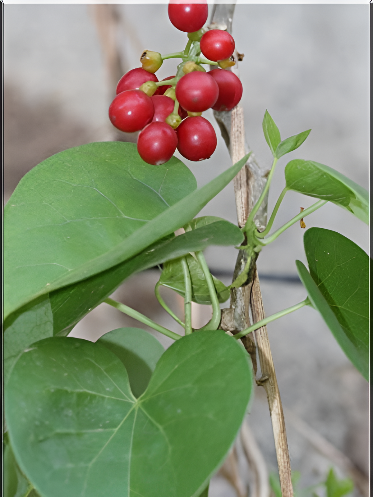 Tinospora spp. Phylogenetic Analysis